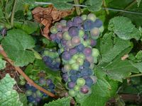 Album - Cotes-des-Bars