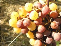 Le Botrytis champignon, raisins botrytisés et extraits de liquoreux (Cru Barréjats)