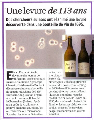vieille-levure.jpg