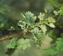Oidium symptome drapeau