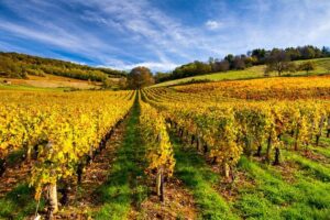 Quel avenir pour les vins issus du réchauffement climatique ?