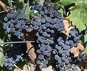 Merlot