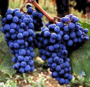 sangiovese.jpg