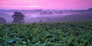 Terme -Terroir-