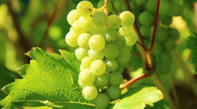 Quizz 1. Les vins blancs de cépages
