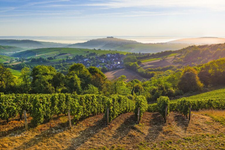 Idée développement durable pour les vignerons