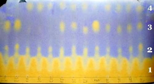 chromatographie.jpg