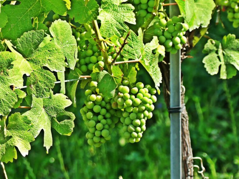 La viticulture biologique et biodynamique en Suisse