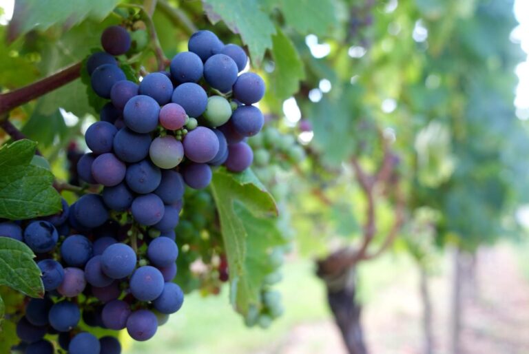Confusion entre le cépage Sérine et Syrah