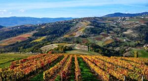 Quizz 6. La région Beaujolais