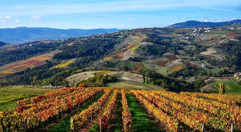 Quizz 6. La région Beaujolais
