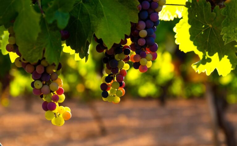 La Biodynamie, sa pratique...