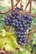 Cabernet