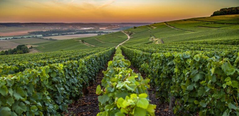 Les vins de Cépages, en France