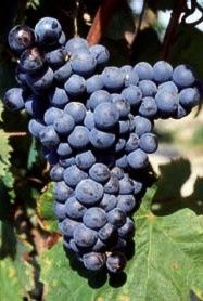 Mourvèdre
