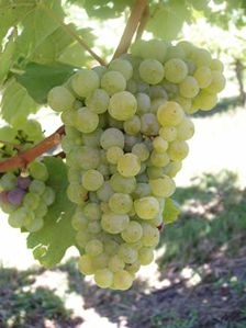 grappe-folle-blanche.JPG