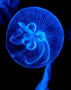 lumiere bleue