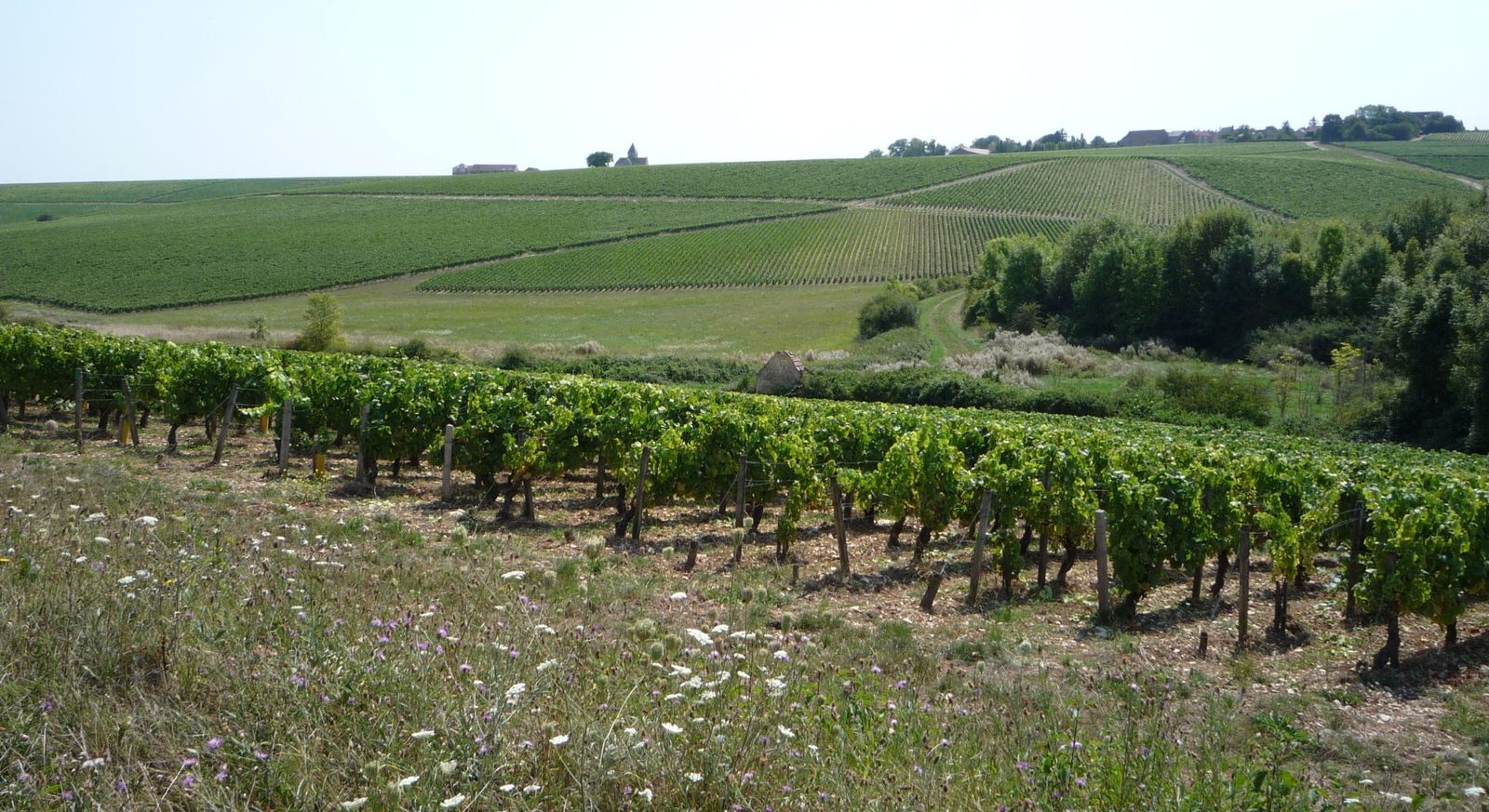 Album - Visite-au-Domaine-de-Clotilde-Davenne