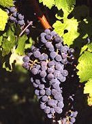 cabernet sauvignon