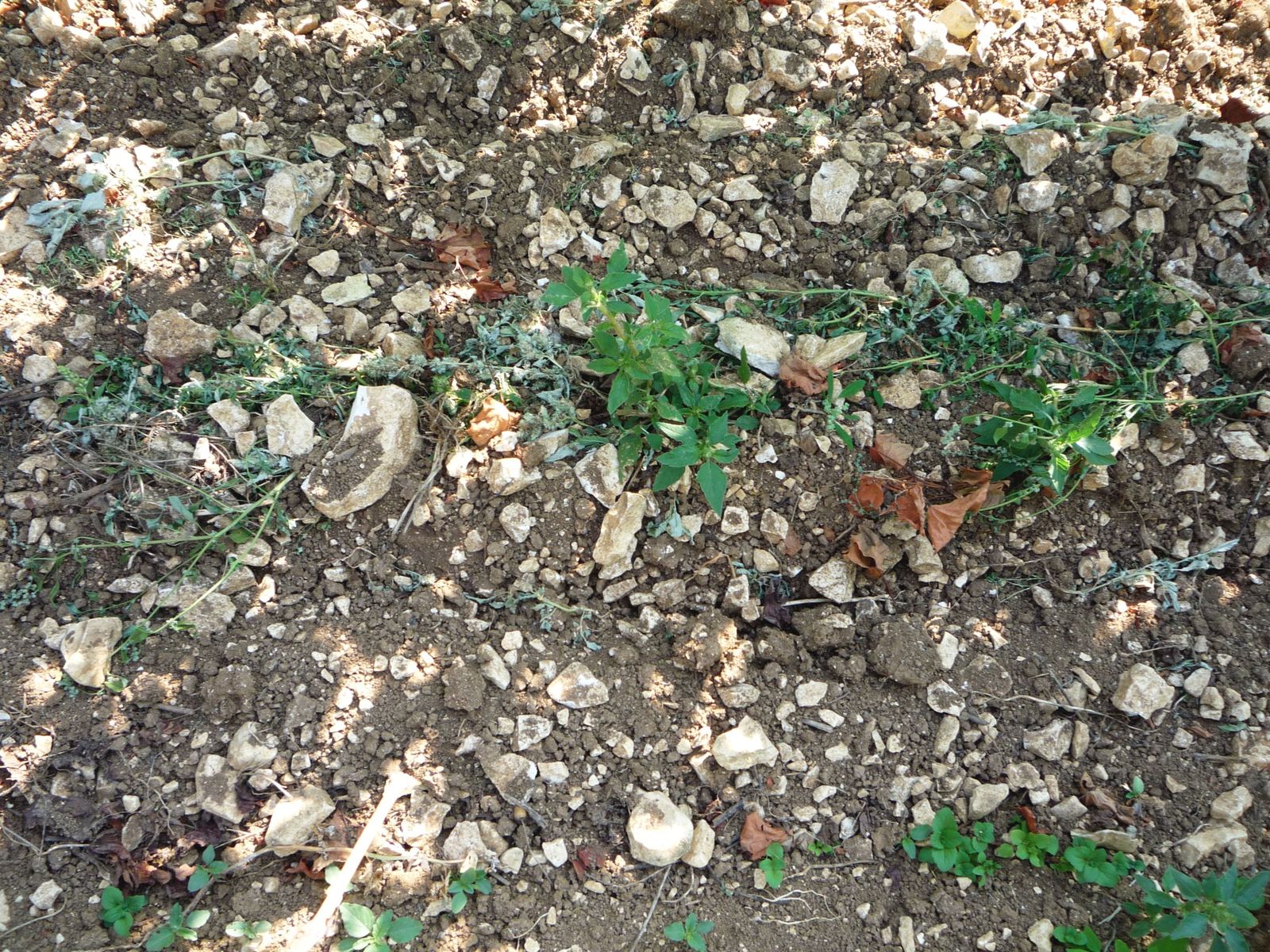 Album - Visite-au-Domaine-de-Clotilde-Davenne