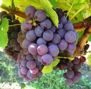 sylvaner rouge