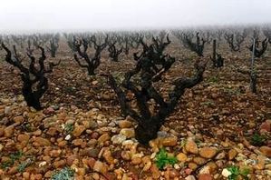 vignes-chateauneuf.jpg