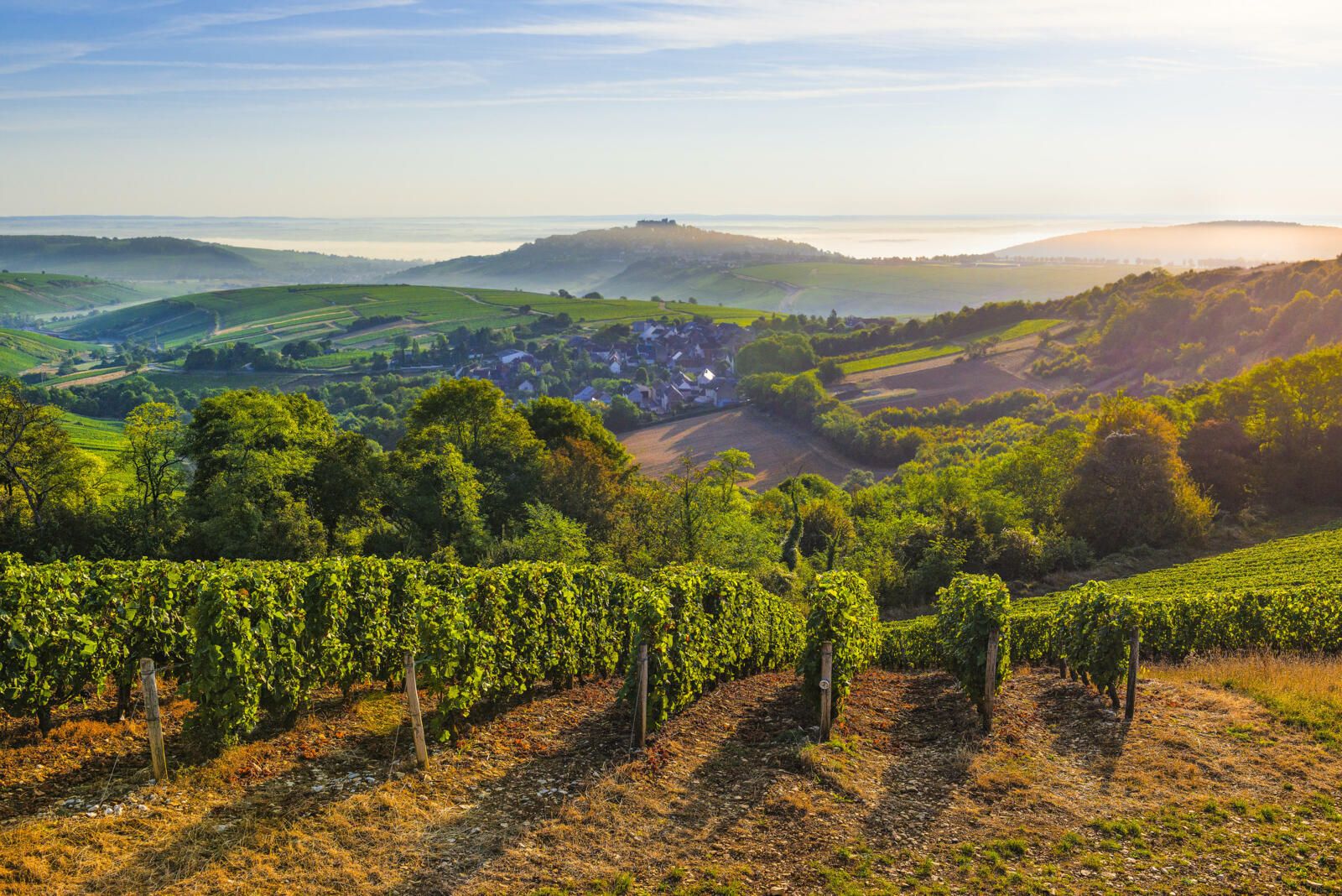 Idée développement durable pour les vignerons