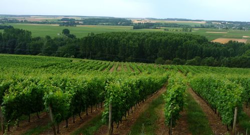 Région de Chinon