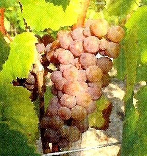 Cépage Chauché ou Trousseau gris