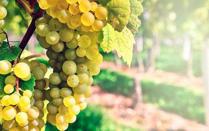 Quizz 2. Les vins blancs de cépages, suite...