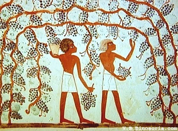 Images, qui représentent le vin, à l'époque l'antiquité. Origine de Grèce, de l'Egypte et de Rome...