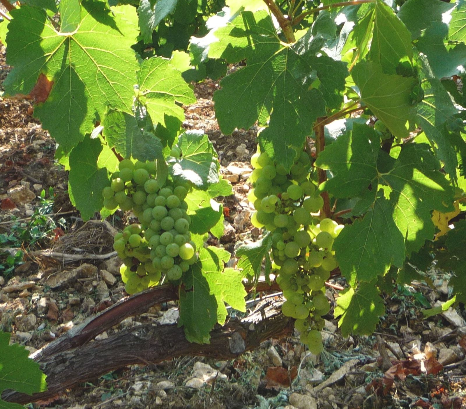 Album - Visite-au-Domaine-de-Clotilde-Davenne
