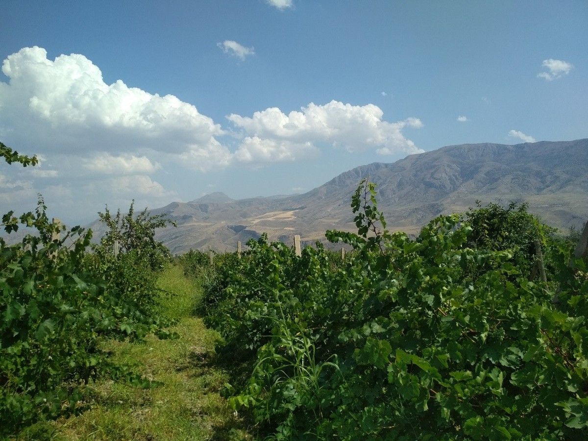 Photo de Guillem A., Arménie, région de l’Areni, 2019.