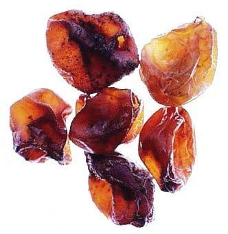 Le Botrytis champignon, raisins botrytisés et extraits de liquoreux (Cru Barréjats)