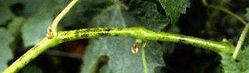 Oidium symptome rameau