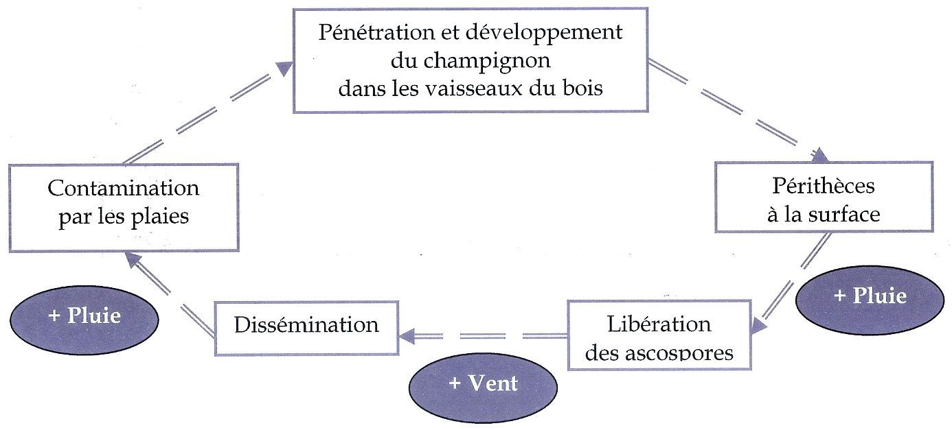 Album - Maladie du pied de vigne