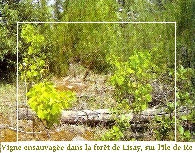 Vigne ensauvagée île de Ré