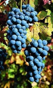barbera-asti