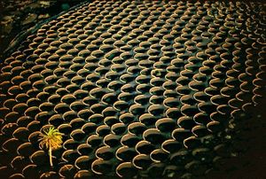 vignes-lanzarote1.jpg