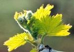 vignoble debourrement raisin