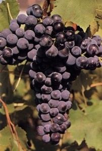 mondeuse-N-raisin.jpg