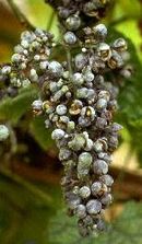 Oidium symptome grappe