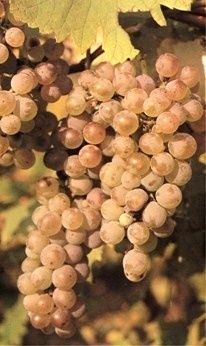 Cet album est composé de photos de cépages, blancs et rouges. Ce sont les cépages utilisés en mono-cépage.