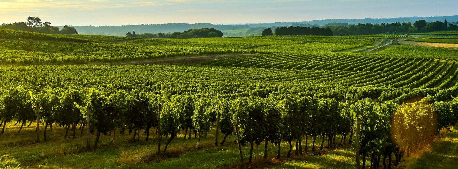 Typicité des appellations, comment la déterminer ?