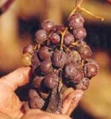 Le Botrytis champignon, raisins botrytisés et extraits de liquoreux (Cru Barréjats)
