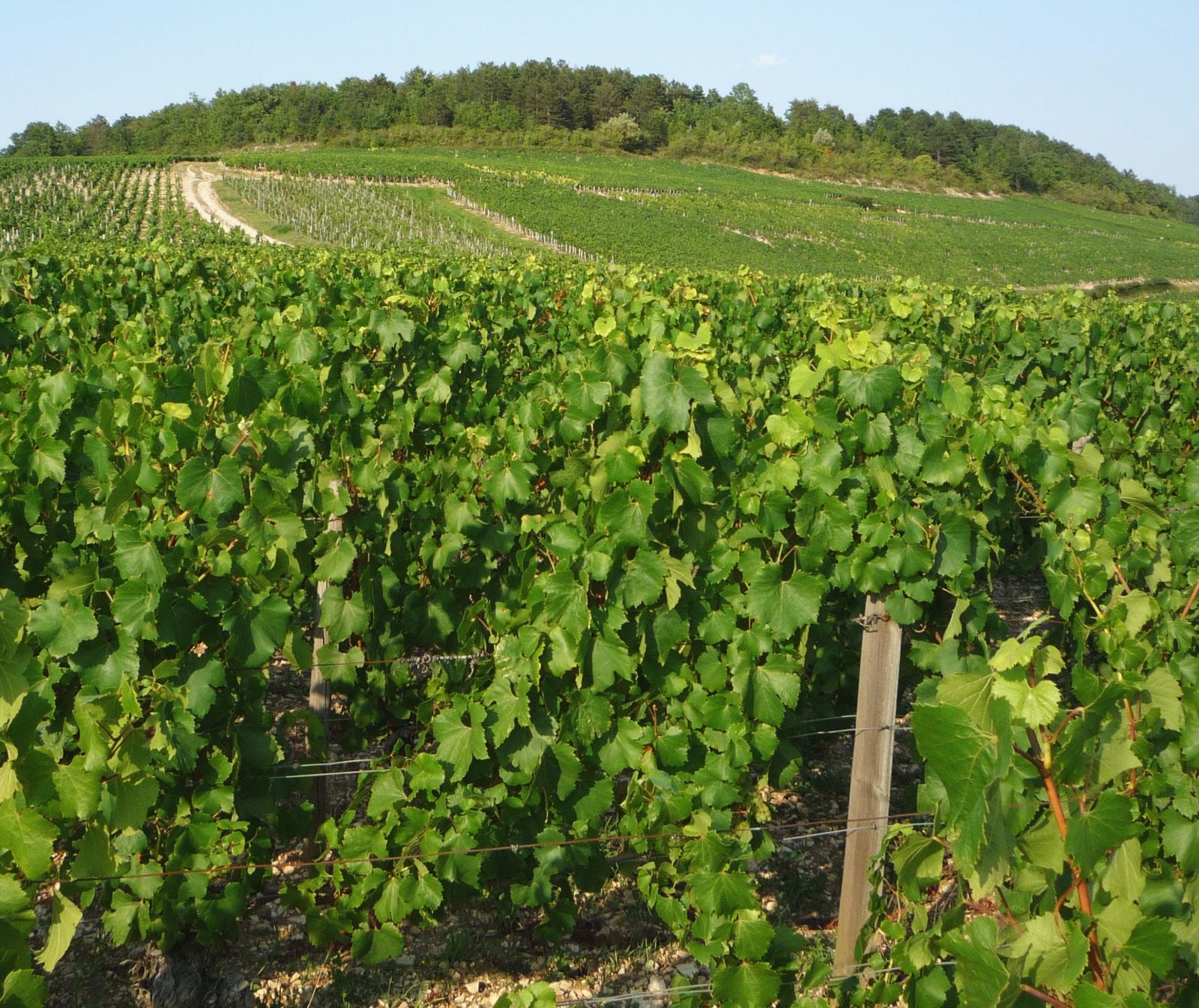 Album - Parcelles-Grands-Crus-Chablis