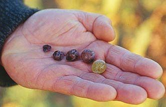 Le Botrytis champignon, raisins botrytisés et extraits de liquoreux (Cru Barréjats)