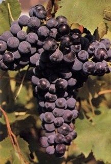 Cet album est composé de photos de cépages, blancs et rouges. Ce sont les cépages utilisés en mono-cépage.