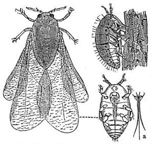 phylloxera.jpg