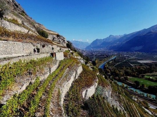 Vignes en Valais